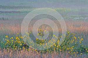 Sunflowers and colorful tall grass prairie