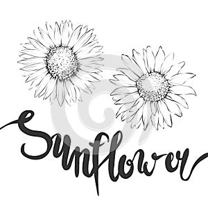 Sunflowers, Coloring book, Hand draw illustration, Isolated on white