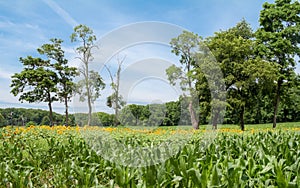 Sunflowers in Cornfield