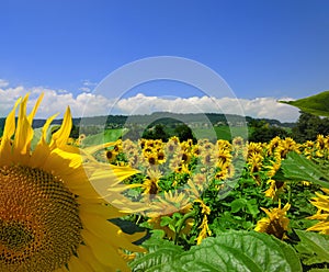 Sunflowers and Country Scene