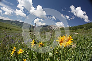 Sunflowers in Crested Butte, CO photo