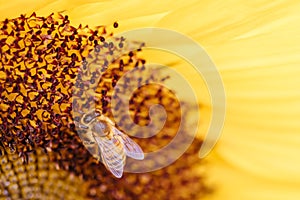 Sunflowers in the Dandeong Ranges in Australia