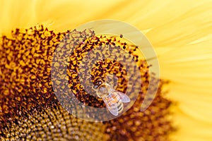 Sunflowers in the Dandeong Ranges in Australia