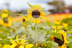 Sunflowers in the Dandeong Ranges in Australia