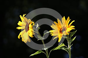 Sunflowers on a dark background