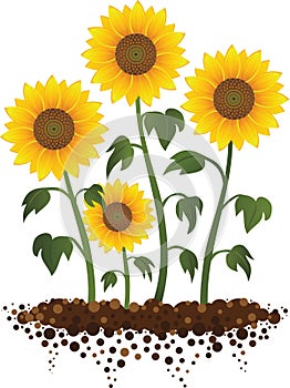 Sunflowers growing in the garden illustration photo