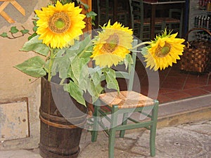 Sunflowers displayed outside a store.
