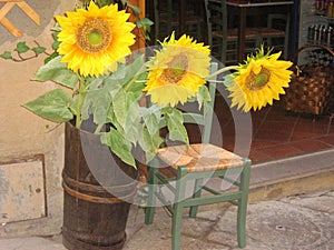 Sunflowers displayed outside a store. photo