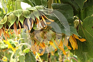 Sunflowers droop.