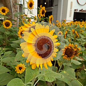 Sunflowers enhance the beauty of the garden, attract bees and improve soil health, great for planting