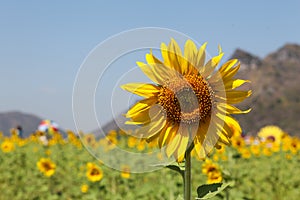 Sunflowers facing the sun is in the garden.