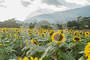 Sunflowers farm in Esquipulas. photo