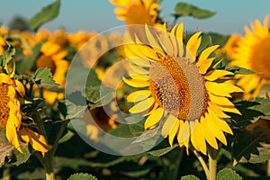 Sunflowers on the farm field close-up, sunny morning, harvest time. Commercial for packaging and advertising. Copy space