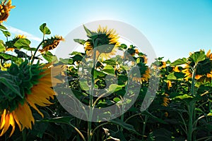 Sunflowers on the farm field close-up, sunny morning, harvest time. Commercial for packaging and advertising. Copy space