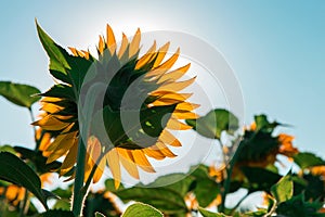 Sunflowers on the farm field close-up, sunny morning, harvest time. Commercial for packaging and advertising. Copy space