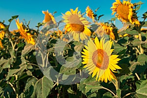 Sunflowers on the farm field close-up, sunny morning, harvest time. Commercial for packaging and advertising. Copy space