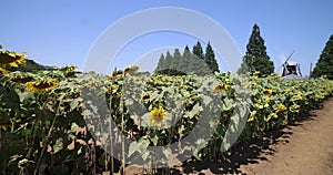 Sunflowers of the farm near the green trees and windmill sunny day