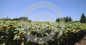 Sunflowers of the farm near the green trees and windmill sunny day
