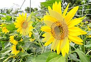 Sunflowers in farm at Suan phueng
