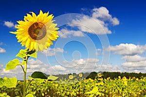 Sunflowers on a farmer field