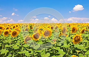 Sunflowers field photo