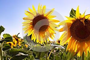 Sunflowers in the field