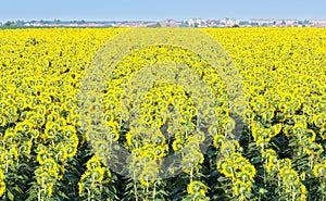 Sunflowers field