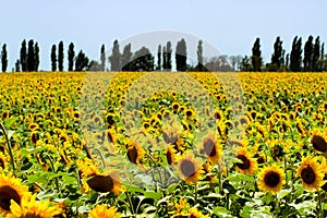 Sunflowers field