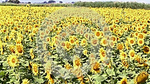 Sunflowers in the field