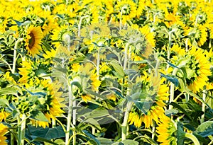 Sunflowers field