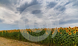 Sunflowers field 3