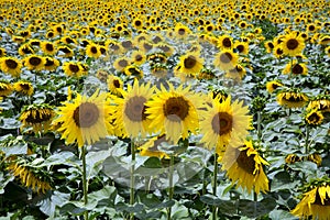 Sunflowers field