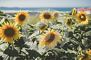 Sunflowers in the field