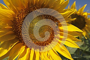 Sunflowers on a field.