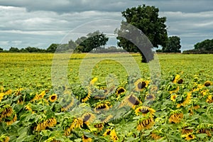 Sunflowers field