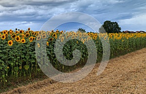 Sunflowers field 7