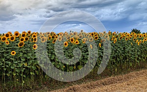 Sunflowers field 8