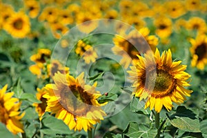 Sunflowers field