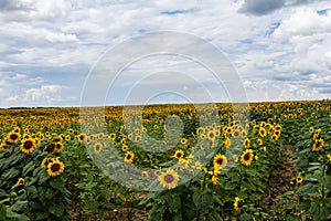 Sunflowers in the field against blue sky