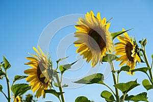 Sunflowers in a field against a bright blue sky in Minnesota