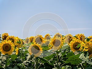 Sunflowers in a field against natural blue sky, with copy space. Agriculture.