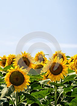 Sunflowers in a field against natural blue sky, with copy space. Agriculture. Vertical format.