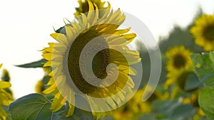 Sunflowers field against the sky