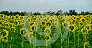 Sunflowers Field Back Side Panoramic Photo. Farming and Countryside Theme. Farming and Countryside concept.