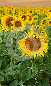 Girasol 