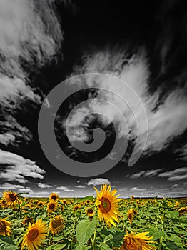 the sunflowers field and black and white sky