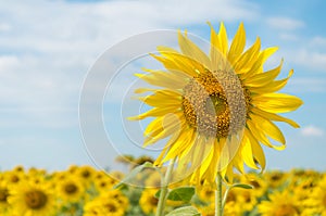 Sunflowers photo