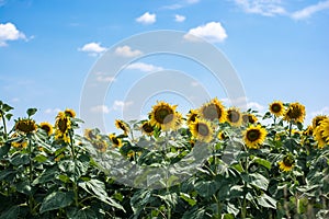 Sunflowers in a field with blue sky