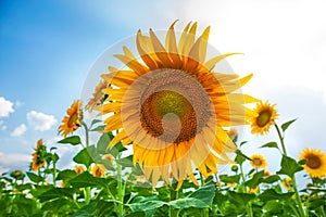 Sunflowers field with blue sky