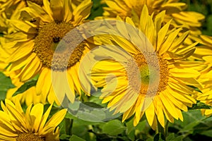 Sunflowers field on a blue sky background